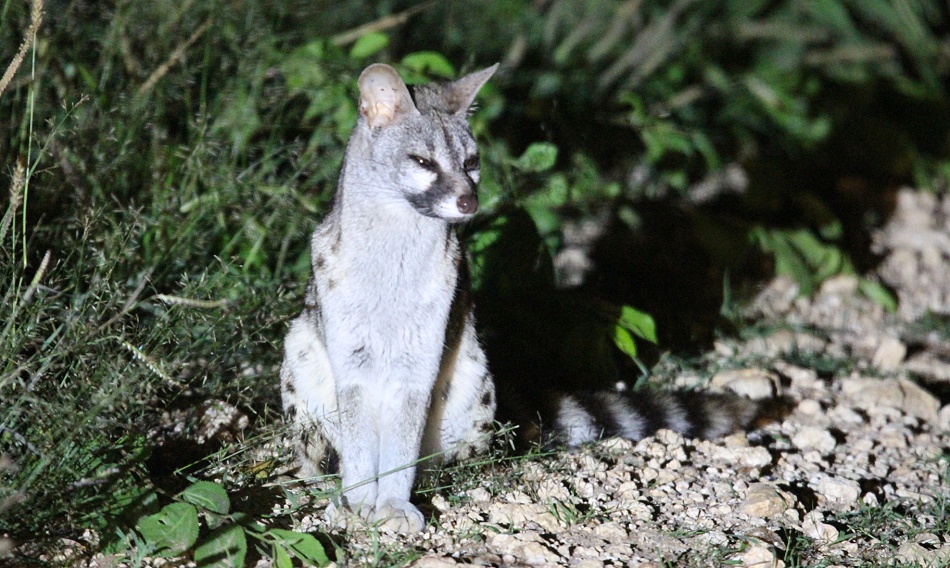 Ginsterkatze