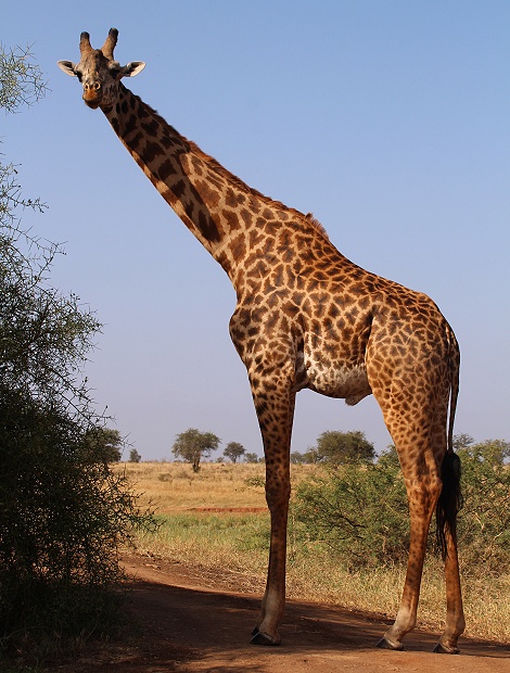 Masai Giraffe