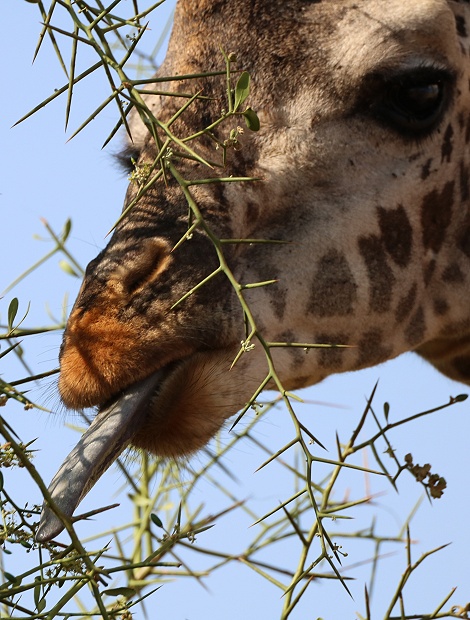 Masai Giraffe
