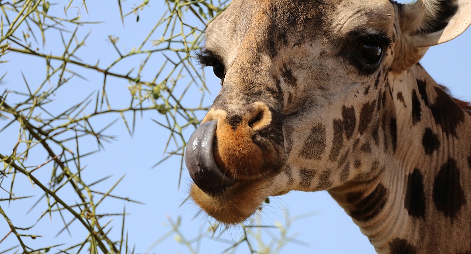 Masai Giraffe