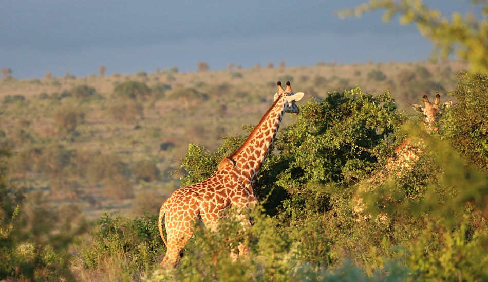 Masai Giraffen im Lumo Reservat