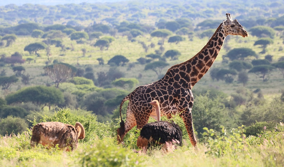 Masai Giraffe und Masai Strau&szlig;e