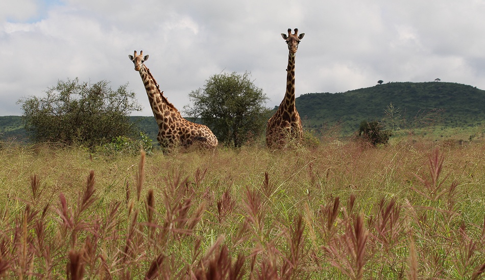 Masai Giraffen im hohem Gras des Lumo Conservancy