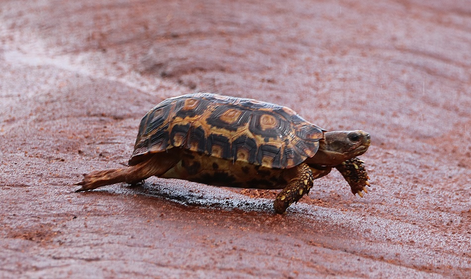Glattrandgelenkschildkr&ouml;te, Lumo Conservancy