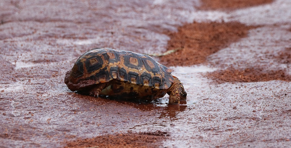 Glattrandgelenkschildkr&ouml;te, Lumo Conservancy