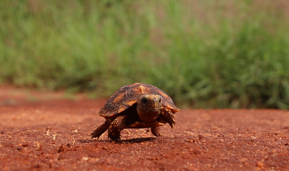 Baby Glattrandgelenkschildkr&ouml;te, Lumo Conservancy