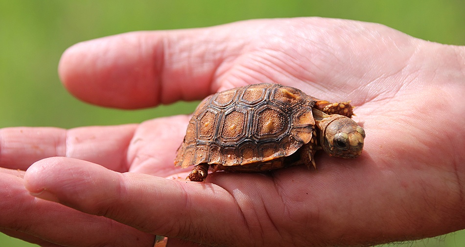 Baby Glattrandgelenkschildkr&ouml;te, Lumo Conservancy