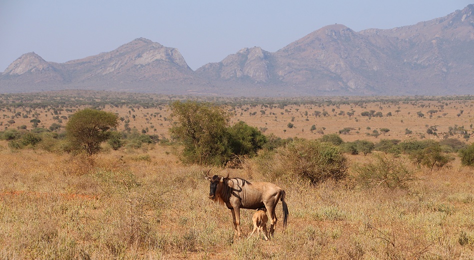 Gnu mit Kalb, Lumo Conservancy