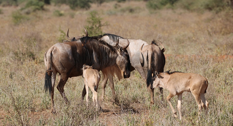 Gnu mit Kalb, Lumo Conservancy