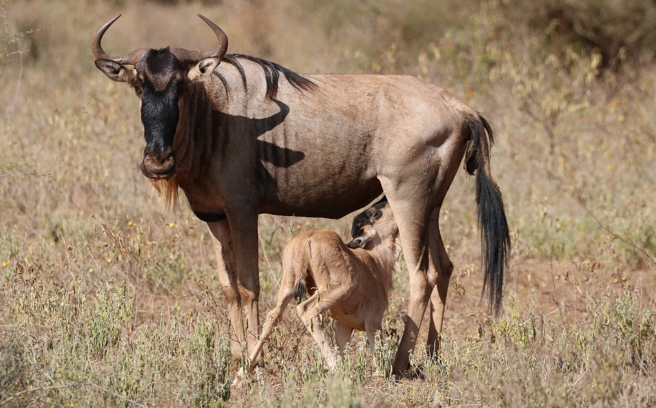 Gnu mit Kalb, Lumo Conservancy