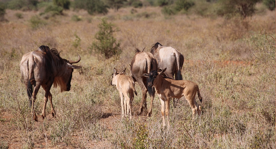 Gnu mit Kalb, Lumo Conservancy