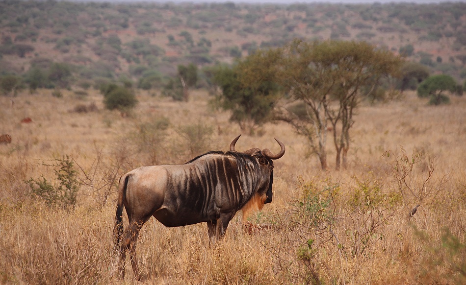 Gnus