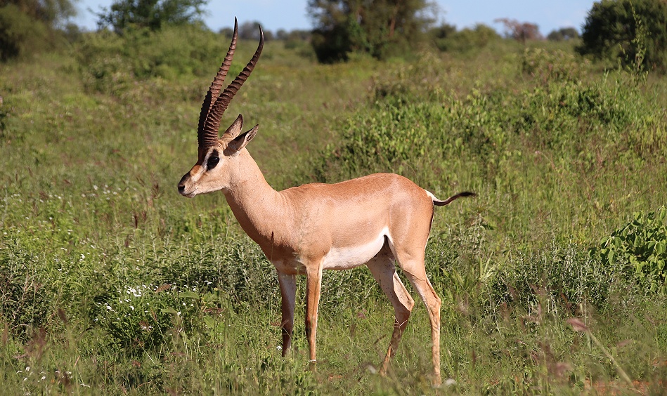 S&uuml;dliche Grantgazelle, Bock