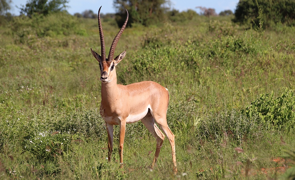 S&uuml;dliche Grantgazelle, Bock