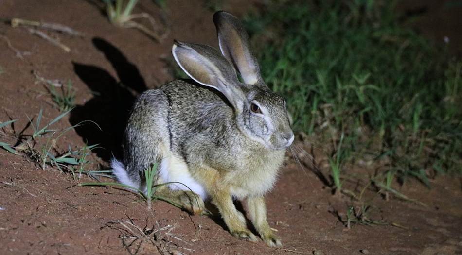 Night Game Drive, Kap Hase