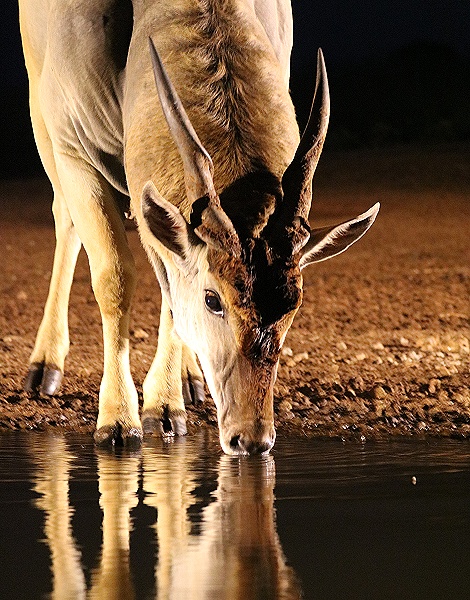 Elenantilope am Soroi Foto Hide