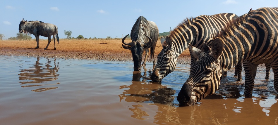 Zebras am Soroi Foto Hide