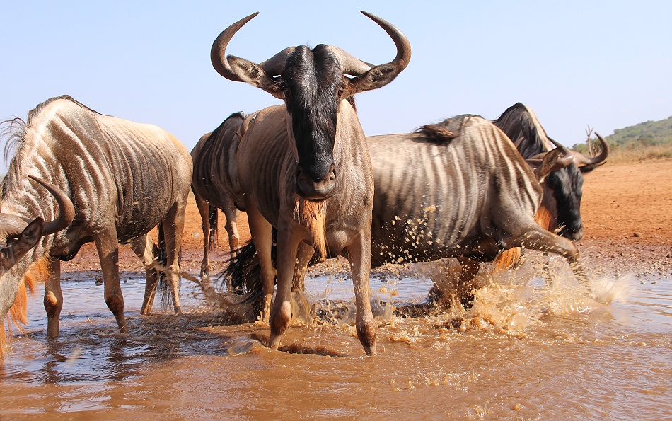 Gnus am Soroi Foto Hide