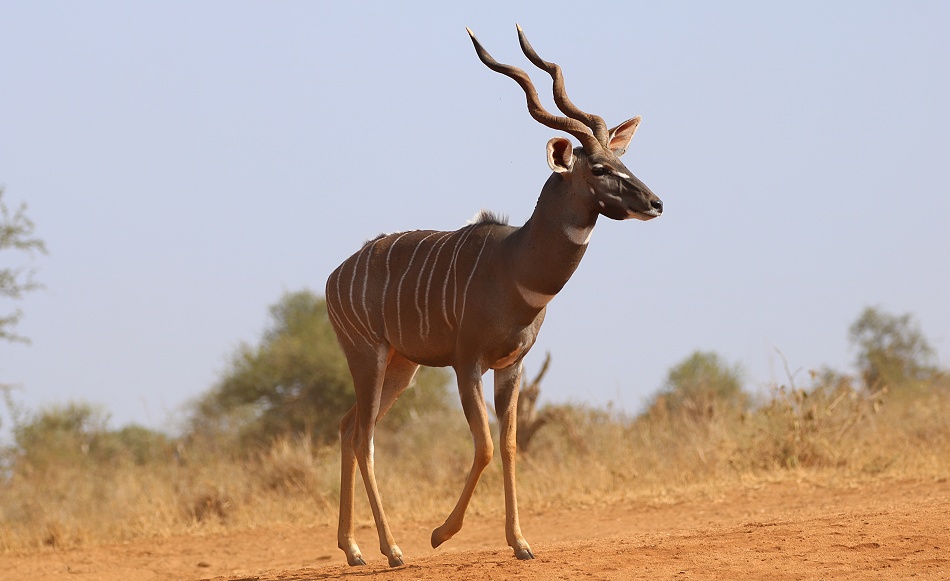 Kleiner Kudu am Soroi Foto Hide