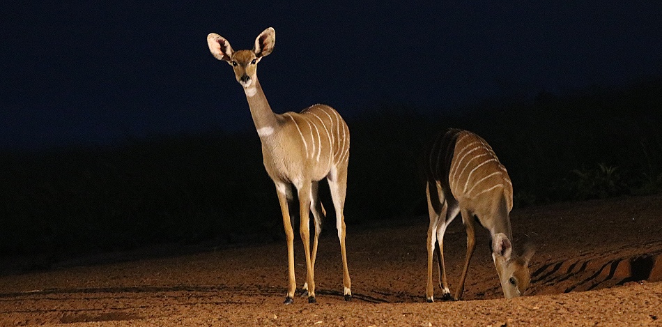 Kleine Kudus am Soroi Foto Hide