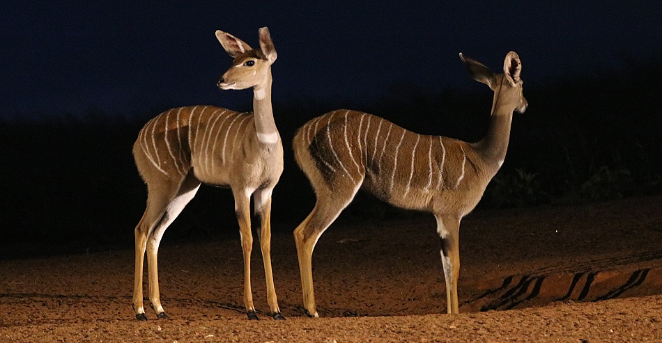 Kleine Kudus am Soroi Foto Hide