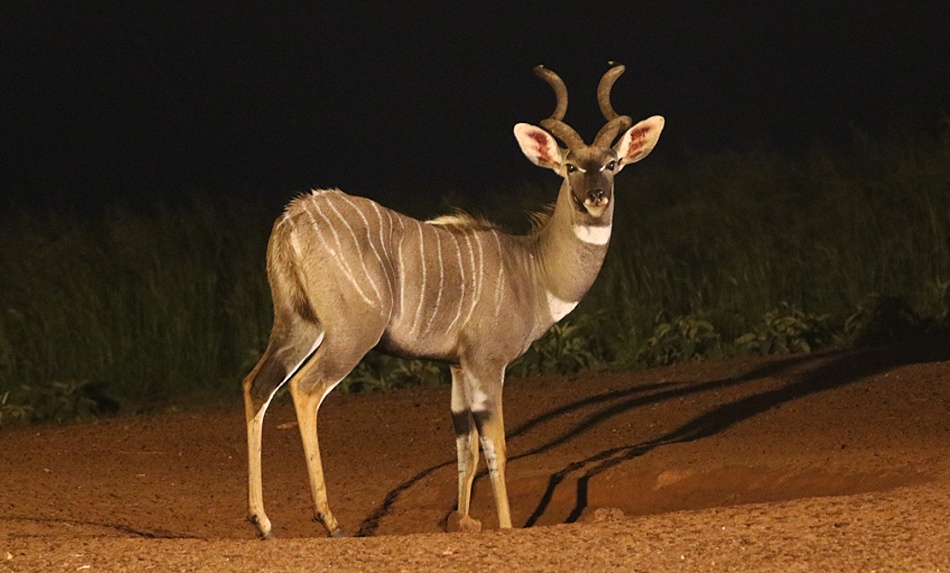 Kleine Kudus am Soroi Foto Hide