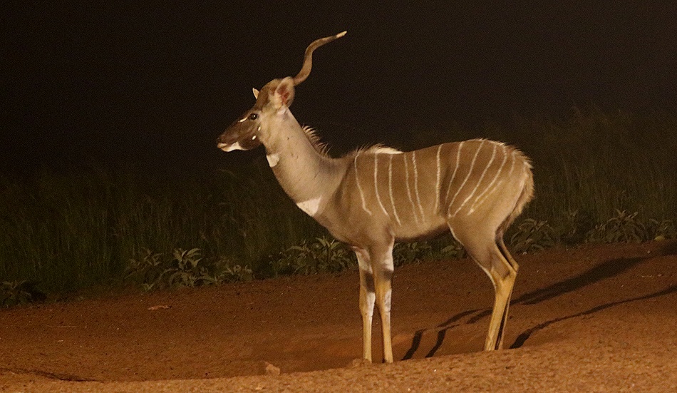 Kleine Kudus am Soroi Foto Hide