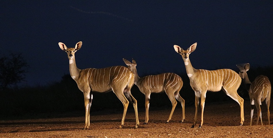 Kleine Kudus am Soroi Foto Hide