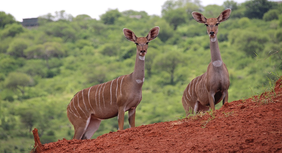 Kleine Kudus am Soroi Foto Hide