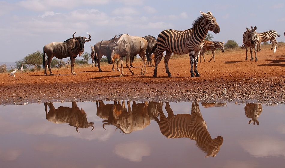 Zebras am Soroi Foto Hide