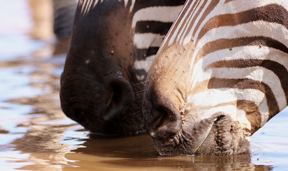 Zebras am Soroi Foto Hide