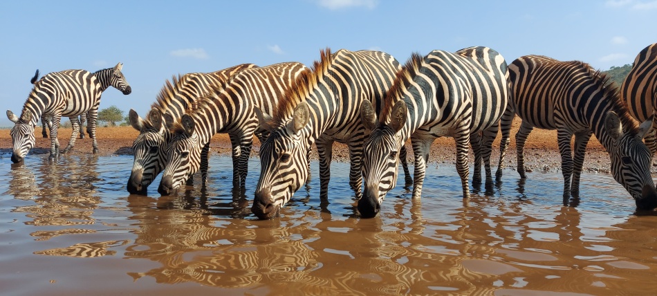 Zebras am Soroi Foto Hide