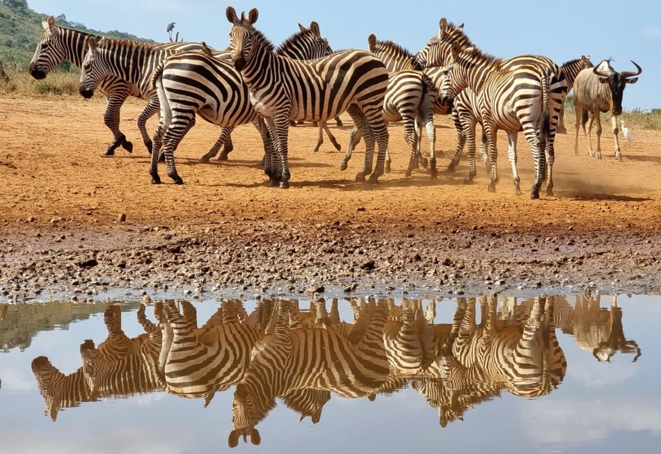 Zebras am Soroi Foto Hide