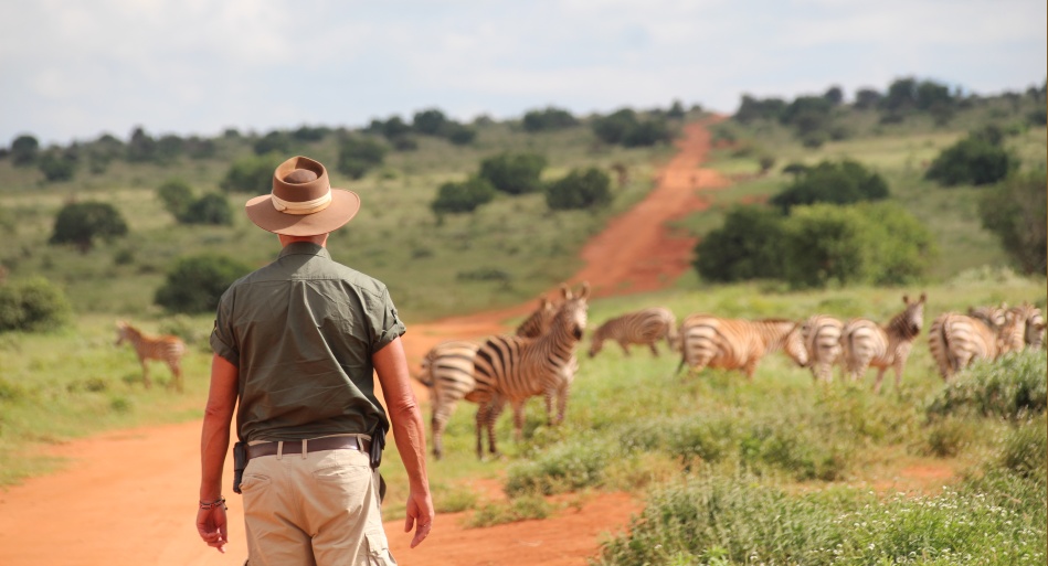 Steppenzebras
