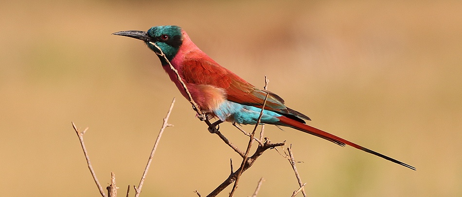 Kaminbeeeater