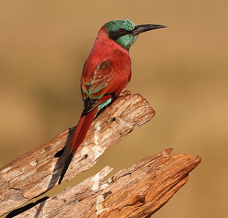 Kaminbeeeater
