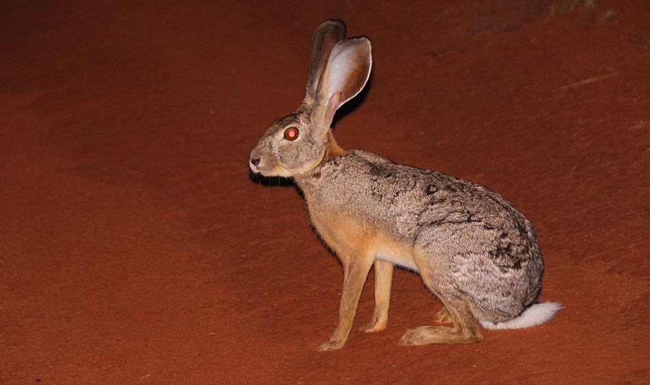 Night Game Drive, Kap Hase