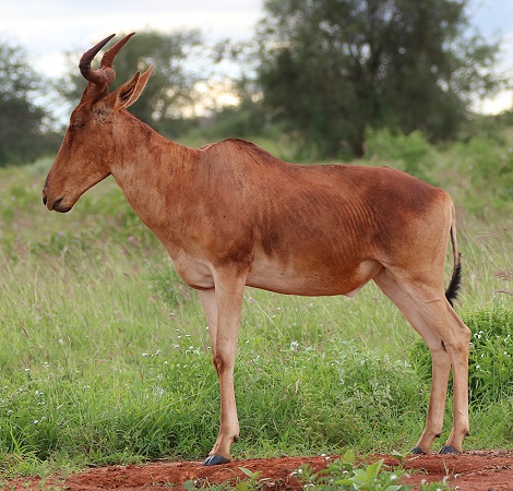 Kongoni