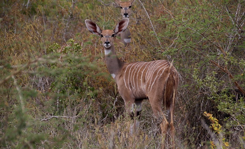 Kleiner Kudu, Weibchen