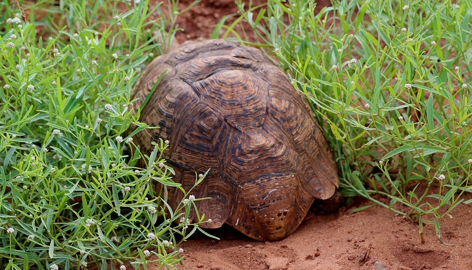 Leopardschildkr&ouml;te