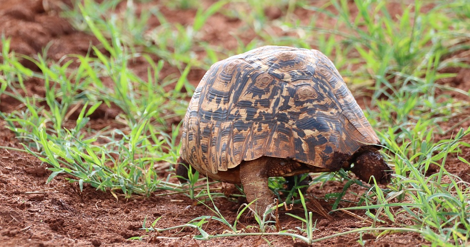 Leopardschildkr&ouml;te im Lumo Reservat