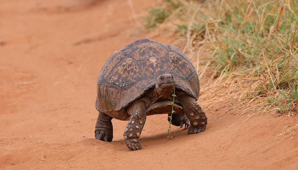 Leopardschildkr&ouml;te