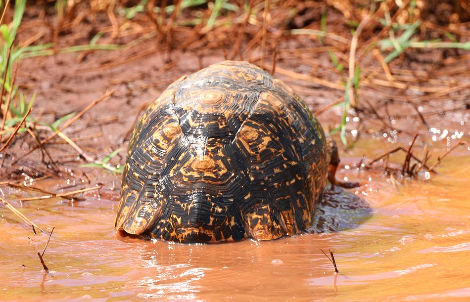Leopardschildkr&ouml;te
