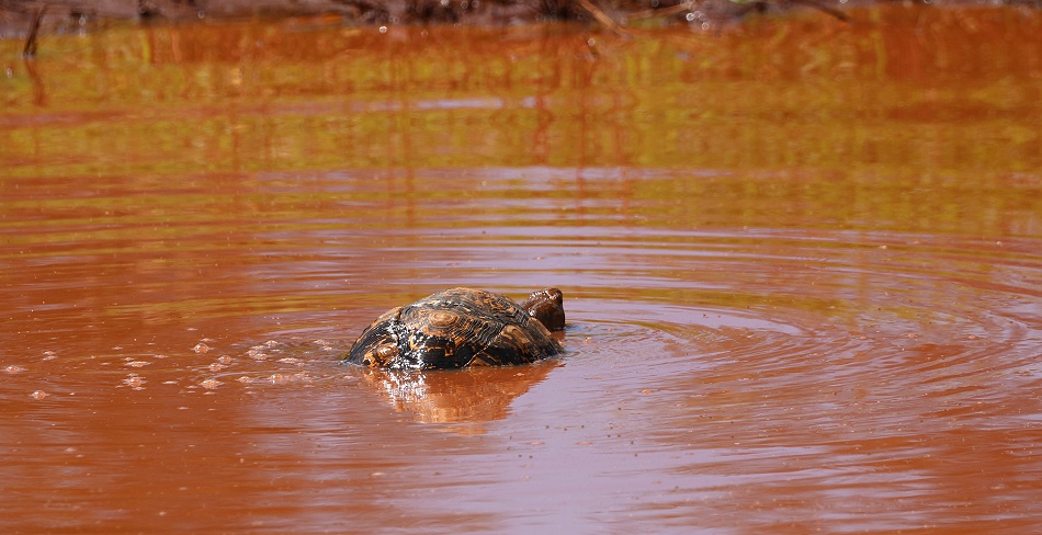 Leopardschildkr&ouml;te