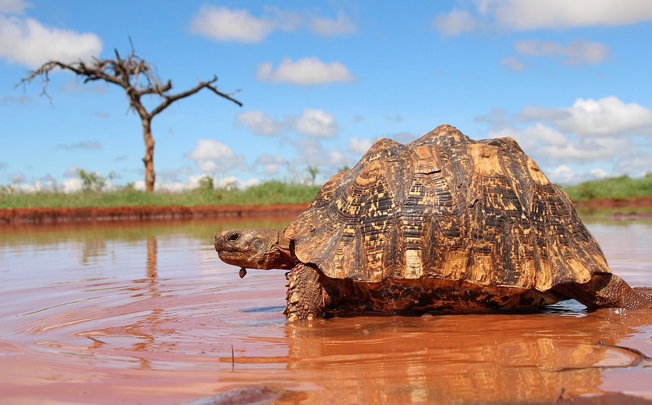 Leopardschildkr&ouml;te