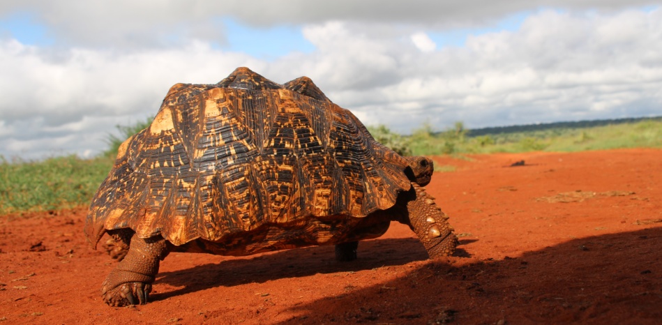 Leopardschildkr&ouml;te
