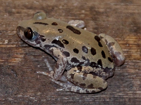 Senegal Rennfrosch am Banda
