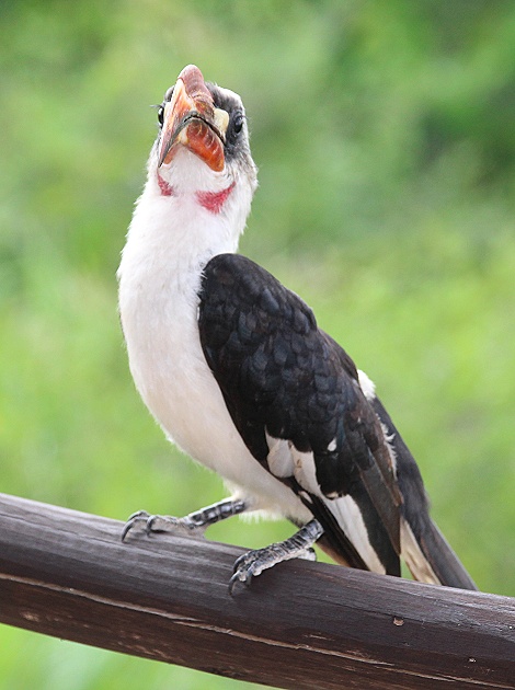 Von der Deckens Toko auf der Terrasse