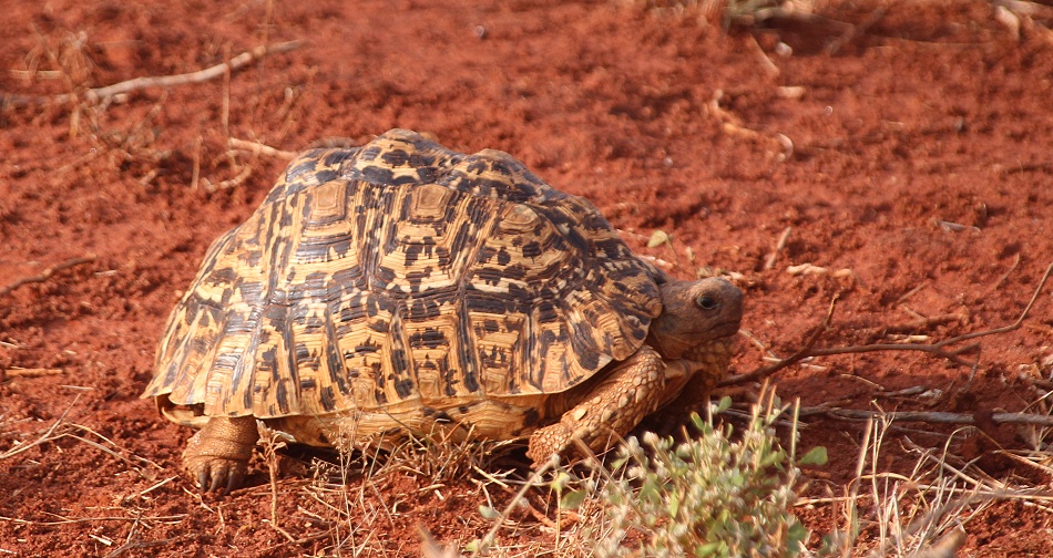 Leopardschildkr&ouml;te