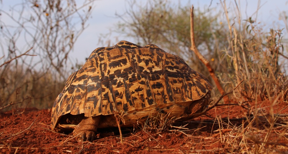 Leopardschildkr&ouml;te